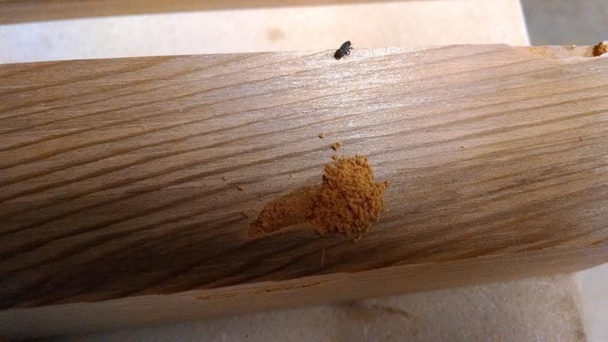 Cedar beetle infestation? - The Wood - Wood Talk Online