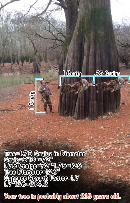 Oh, look, a tree. - The Wood - Wood Talk Online