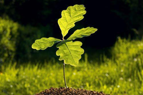 mr-tree-plant-and-care-for-your-oak-tree-sapling.jpg.b86b7b073a2d842a91f0e692a90c3869.jpg